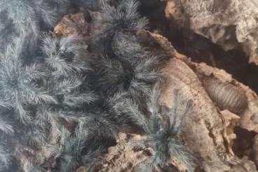 Spiders and Scorpions kaufen und verkaufen Photo: Spinnen Arten aus Nachzucht 