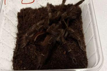 Spiders and Scorpions kaufen und verkaufen Photo: Vogelspinnen Nachzuchten 