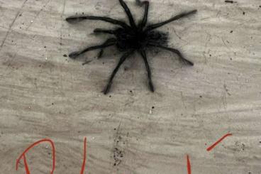 Spinnen und Skorpione kaufen und verkaufen Foto: Vogelspinnen verschiedene Arten 