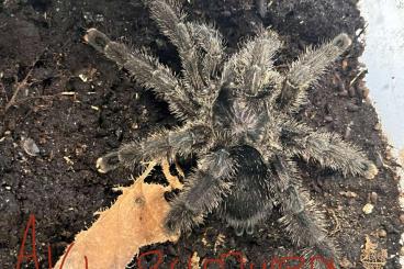 Spinnen und Skorpione kaufen und verkaufen Foto: Vogelspinnen slings& adulte 