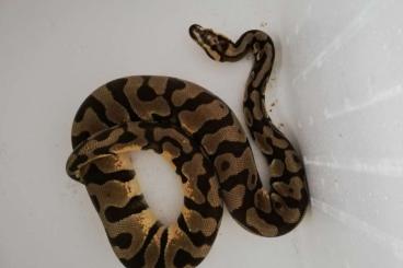 Ball Pythons kaufen und verkaufen Photo: Regius Morphs Scaleless Head Clown 