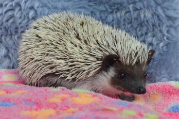 Exotische Säuger kaufen und verkaufen Foto: Africanische Weißbauchigel-Babys. Exotische Säuger kaufen und verkaufen Foto: Africanische Weißbauchigel-Babys.