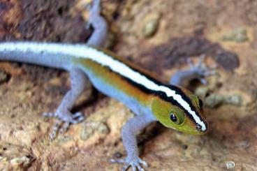 Geckos kaufen und verkaufen Foto: Lygodactylus, Gonatodes und Sphaerodactylus für Hamm