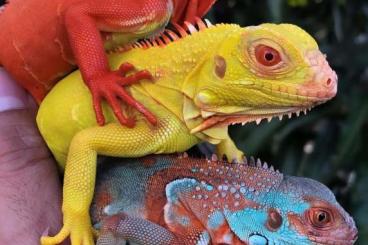Echsen  kaufen und verkaufen Foto: Iguana iguana grüner leguan Albino Red Hypo 