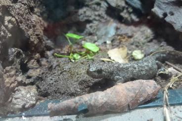 newts and salamanders kaufen und verkaufen Photo: En venta triturus karelinii criados en cautividad