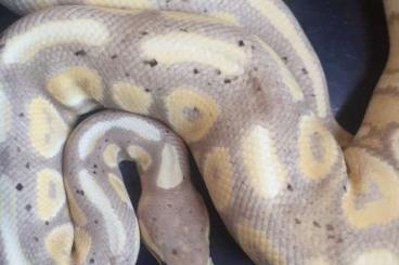 Ball Pythons kaufen und verkaufen Photo: Bananan cinni pastel het clown f.maker