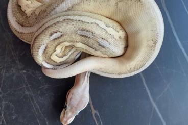 Ball Pythons kaufen und verkaufen Photo: Biete 1.0 cinni mojave fire enchi ghi 100 prozen het clown