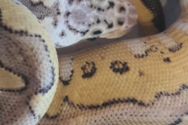 Ball Pythons kaufen und verkaufen Photo: Special pastel clown  aus 23