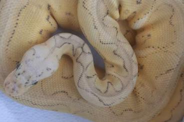 Ball Pythons kaufen und verkaufen Photo: Superpastel special clown 0.1 aus 22