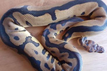 Ball Pythons kaufen und verkaufen Photo: O.1 leopard clown aus 22, 520 gramm