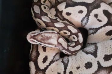 Königspythons kaufen und verkaufen Foto: Pastel special het clown adult