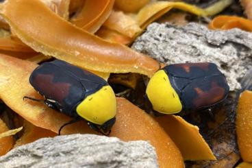 Insekten kaufen und verkaufen Foto: Pachnoda massajae _new in breeds