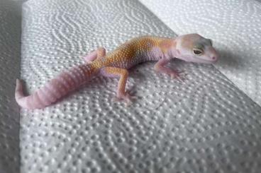 Geckos kaufen und verkaufen Foto: Leopardgecko W&Y Rainwater ( poss het. Eclipse )