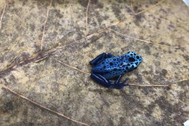 Poison dart frogs kaufen und verkaufen Photo:  Dendrobates tinctorius azureus Jungtiere