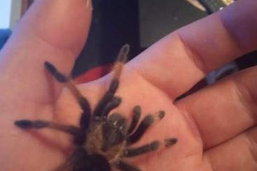 Spinnen und Skorpione kaufen und verkaufen Foto: ! Brachipelma emilia mit Nachweis abzugeben 