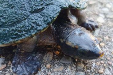 Turtles and Tortoises kaufen und verkaufen Photo: Claudius angustatus, Staurotypus salvinii, S. triporcatus, D. mawii