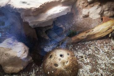 Geckos kaufen und verkaufen Foto: Leoparden gekos mit Zubehör 