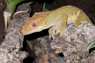 Lizards kaufen und verkaufen Photo: Kronengecko mit Terrarium