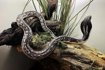 Giftschlangen kaufen und verkaufen Foto: Naja siamensis - cobra du Siam Giftschlangen kaufen und verkaufen Foto: Naja siamensis - cobra du Siam