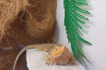 Bearded dragons kaufen und verkaufen Photo: Farbbartagame mit Terrarium 