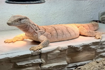 Monitor lizards kaufen und verkaufen Photo: Suche Varanus griseus complex Monitor lizards kaufen und verkaufen Photo: Suche Varanus griseus complex