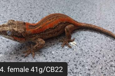 Lizards kaufen und verkaufen Photo: Rhacodactylus auriculatus - Hamm 09.09.23