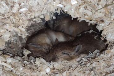 Exotic mammals kaufen und verkaufen Photo: Mongolische Wüstenrennmäuse Meriones Gerbil WFNZ abzugeben 2024