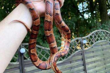 Nattern ungiftige  kaufen und verkaufen Foto: 2 Kornnattern abzugeben mit oder Ohne Terrarium 