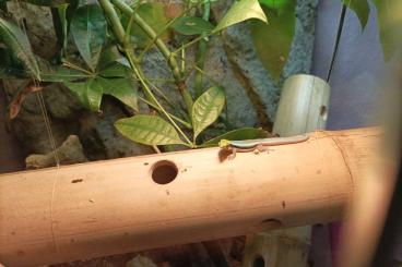 Geckos kaufen und verkaufen Foto: Phelsuma Klemmeri 06/2022