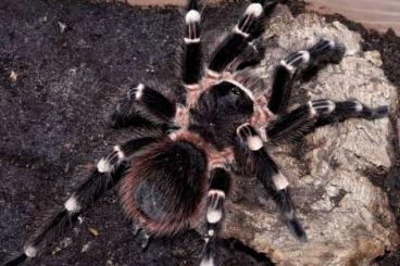 - bird spiders kaufen und verkaufen Photo: Verkaufe 3 männliche vogelspinnen 