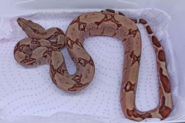 Boas kaufen und verkaufen Foto: Hypo 100% het. Fire Opal & 100% Dh Blood Sharp