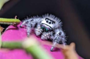 other spiders kaufen und verkaufen Photo: Springspinnen (Salticidae) Phidippus Regius "White" Bahamas