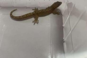 Geckos kaufen und verkaufen Photo: Jungferngeckos ( Lepidodactylus lugubris ) bei Bedarf mit Terrarium 8€