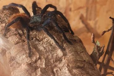 Spiders and Scorpions kaufen und verkaufen Photo: Verschiedene Vogelspinnen und Skorpione