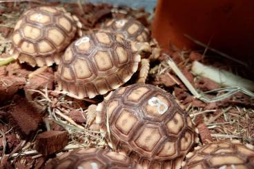 Landschildkröten kaufen und verkaufen Foto: Spornschildkröten zu verkaufen