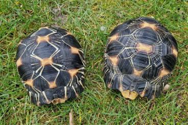Landschildkröten kaufen und verkaufen Foto: 2 Strahlenschildkröten zu verkaufen 