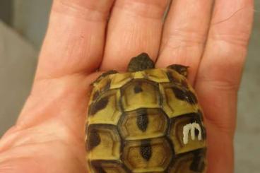 Landschildkröten kaufen und verkaufen Foto:  Griechische Landschildkröten 