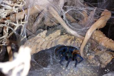 - bird spiders kaufen und verkaufen Photo: Vogelspinnen und Terrarien [Bestandsauflösung]