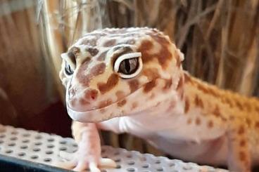 Geckos kaufen und verkaufen Foto: Mack Snow Raptor Revers Stripe Leopardgecko 1.0