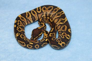 Snakes kaufen und verkaufen Photo: Farbformen Python regius NZ 24 Snakes kaufen und verkaufen Photo: Farbformen Python regius NZ 24