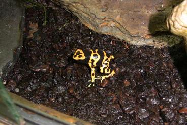 Poison dart frogs kaufen und verkaufen Photo: 1.0 Dendrobates Leucomelas