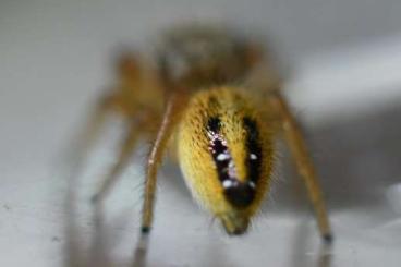 Spiders and Scorpions kaufen und verkaufen Photo: Biete Hyllus diardi und Phidippus pius