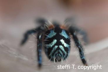Spinnen und Skorpione kaufen und verkaufen Foto: ENZ Typhochlaena seladonia FH4 Spinnen und Skorpione kaufen und verkaufen Foto: ENZ Typhochlaena seladonia FH4