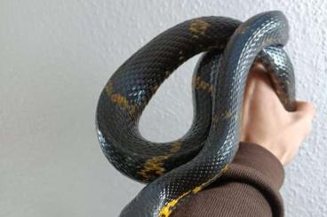 Schlangen kaufen und verkaufen Foto: Biete 0.0.12 Elaphe Schrenkii (3x Melanistisch, 9 het melanistsich) Schlangen kaufen und verkaufen Foto: Biete 0.0.12 Elaphe Schrenkii (3x Melanistisch, 9 het melanistsich)