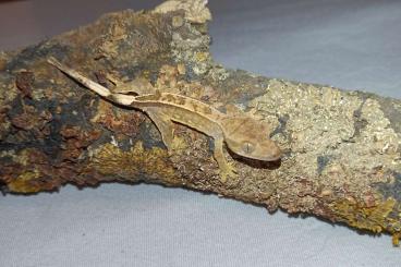Lizards kaufen und verkaufen Photo: 0,0,4 Kronengecko (Correlophus ciliatus)