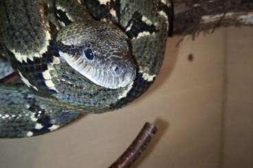 Snakes kaufen und verkaufen Photo: Netzpython und Gartenboa 