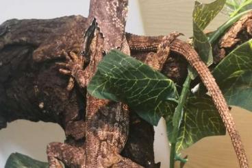 Echsen kaufen und verkaufen Foto: Hydrosaurus und Chlamydosaurus Echsen kaufen und verkaufen Foto: Hydrosaurus und Chlamydosaurus