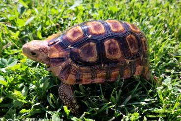 Landschildkröten kaufen und verkaufen Foto: Kinixys erosa Spornschildkröte 