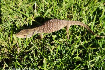 Lizards kaufen und verkaufen Photo: Hydrosaurus und Chlamydosaurus 