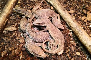 Lizards kaufen und verkaufen Photo: Chlamydosaurus kingii und varanus 